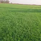 ثيل سي 2000 صافي وطبيعي درجة اوله يوجد تركيب وتوريد داخل الر