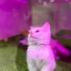 فندقه خمس نجوم وعنايه صحيه