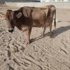 بقره المانيه حليب هاديه شرط من اي عذروب ام ثالث