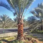 نخل نقابل وفسايل
