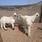 ذبايح سواكن في ثول