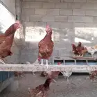 دجاج لوهمان