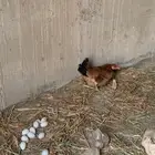 دجاج بلدي
