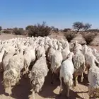 غنم حريه حرش مراح وحد قطعه وحده العداد 100الغنم طيبه