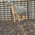 مشروع فحل للبيع