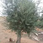 اشجار زيتون