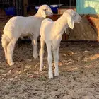 طليان حريات واحد منهن صنف