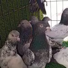 حمام باكستاني صحه و انتاج شرط