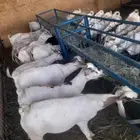 موقعنا الباحة الرياض تبوك مكة الخرج
