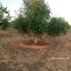 نحنو نقوم بتوريد وتركيب جميع انواع الشبوك مزارع كسرات ملاعب