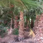 لجميع أعمال النخيل و الواشنطن