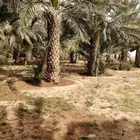 توريد نخيل عربي واشنطني بجميع انواعه ومقاساته