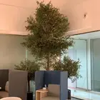 زيتون صناعي بجذع طبيعي