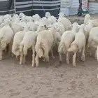 طليان حري للبيع