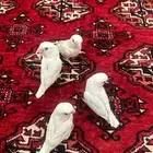 روزات اليفه جدا وهدد