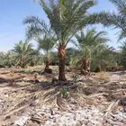نخل واشنطن ونخل عربي وزيتون