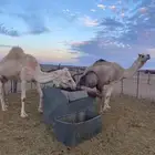 النياق خلفات وحده وضحى وحده شقحا