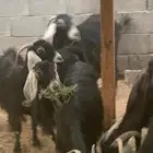 معزاء مقاني