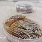 عسل سمره حر على الشرط ومضمون من الغش شمع وصافي إنتاج 1445 11