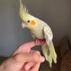 كروان فراشه اليف ( تم البيع )