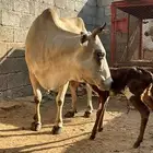 بقره منتوج للبيع