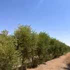 عبدالله البصيري لتوريد الزيتوون المعمر والعايدي اشجار زيتون