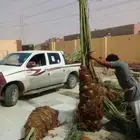 فسايل نخل