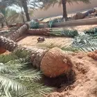 نخل عربي خمسه متر