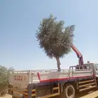 يوجد لدينا انوع الشجر والزيتون المعمر المقصوص والنخيل عربي م