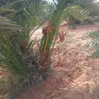 نقوم بتوريد جميع انواع النخل وقلع وغرس وتكريب النخل