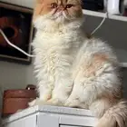 السلام عليكم ورحمه الله وبركاته متوفر عندنا فندقه منزليه قطط