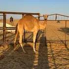 بكره هجن كفو