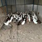 بط مشكل بياض للبيع