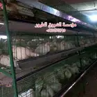 بطاريه دجاج بيض مائده