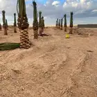 نقوم بتوريدوزراعه جميع انواع النخيل والزيتون واليمون
