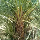 يوجد نقايل للبيع وجميع المقاسات ونوايع متوفره