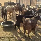 معزاء العدد30 تحتها 10 طفح سليمه ديد سلم