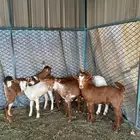 للبيع 6تيوس 1عناق