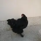دجاجة براهما صافي (اصل) بياضة
