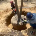 جميع انواع انخيل ولشجار وزيتون