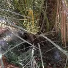 فراوخ نخل خلاص مثمر