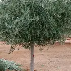 ابوعلي لتوريد أشجار ازيتون