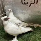 حمام صنعاني