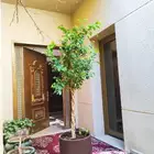 تنسيق حدائق زراعية زراعة تيل ونخيل وزهور وأشجار وزرع صناعي