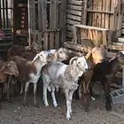 طليان سواكن تربيه