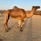 نياق ثنتين للبيع