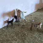 عنز مشروكه حدرها3جفار