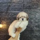 كلب مالتيبو Maltipoo للبيع