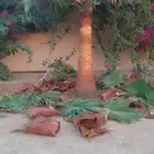 لجميع أعمال النخيل والواشنطني