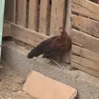 دجاح